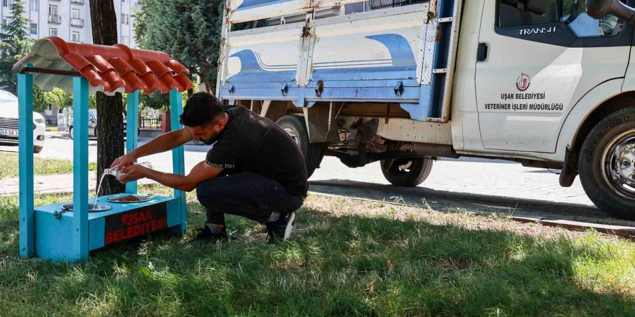 Uşak Belediyesi Yaz Aylarında Sokak Hayvanları Unutmadı