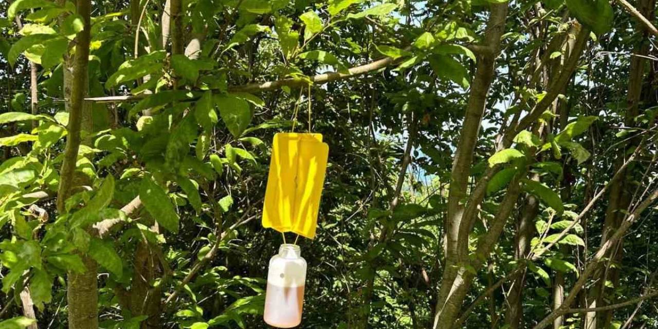 Türkeli Ormanlarında ‘feromon Tuzak’ Yöntemi İle Mücadele Başladı