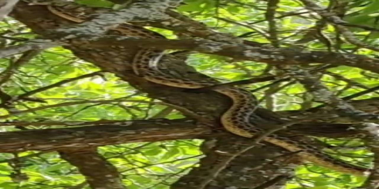 Türkiye’nin En Büyük Yılanlarından Sarı Yılan Tunceli’de Görüntülendi