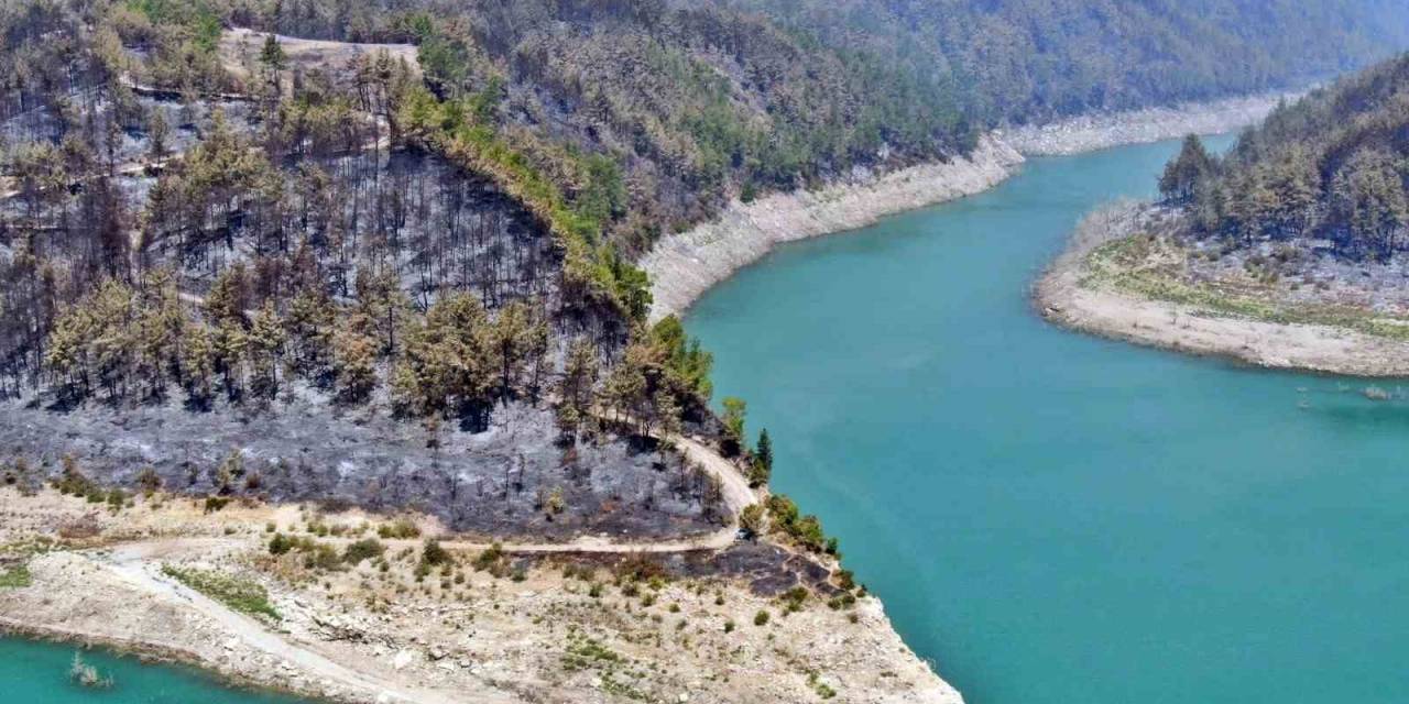 Manavgat Orman Yangınında Zarar Gören Bölgelere 5 Milyon Fidan Ekildi, 153 Ton Tohum Toprakla Buluşturuldu