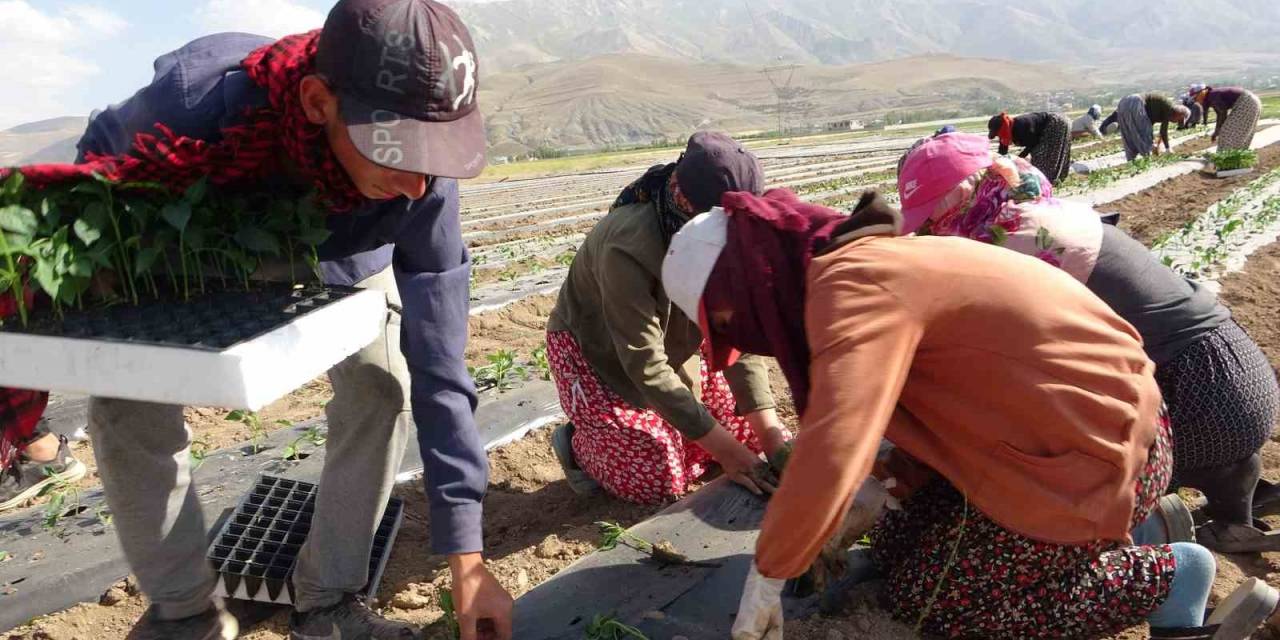 Van’da Mevsimlik Tarım İşçileri Bunaltıcı Sıcaklara Rağmen Tarlalarda Çalışmayı Sürdürüyor