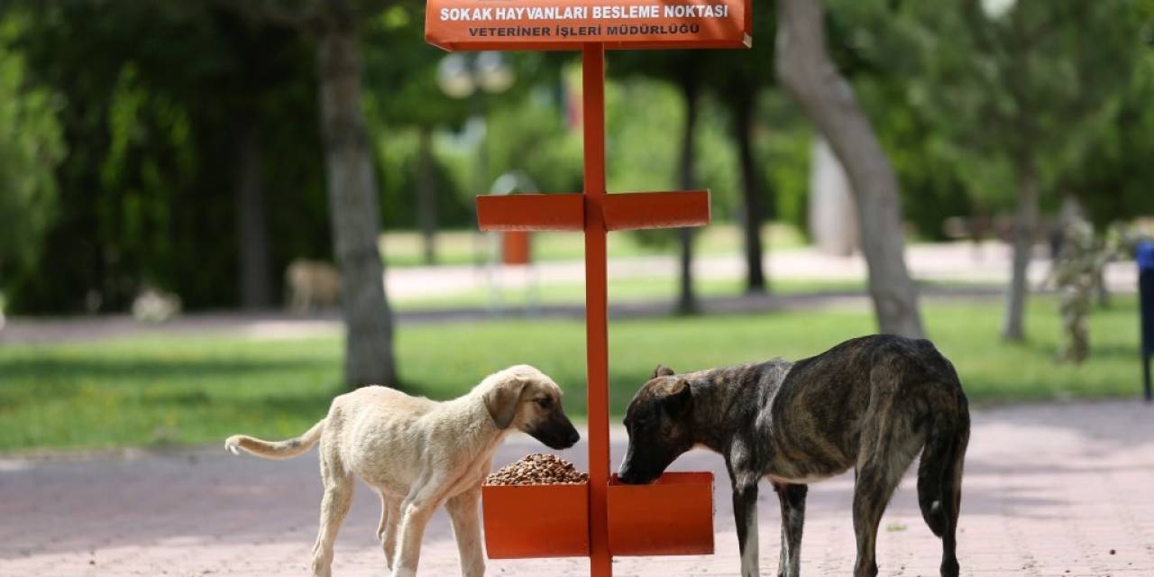 Kocasinan’dan Sıcak Havada Sokak Hayvanlarına Su Ve Mama Takviyesi