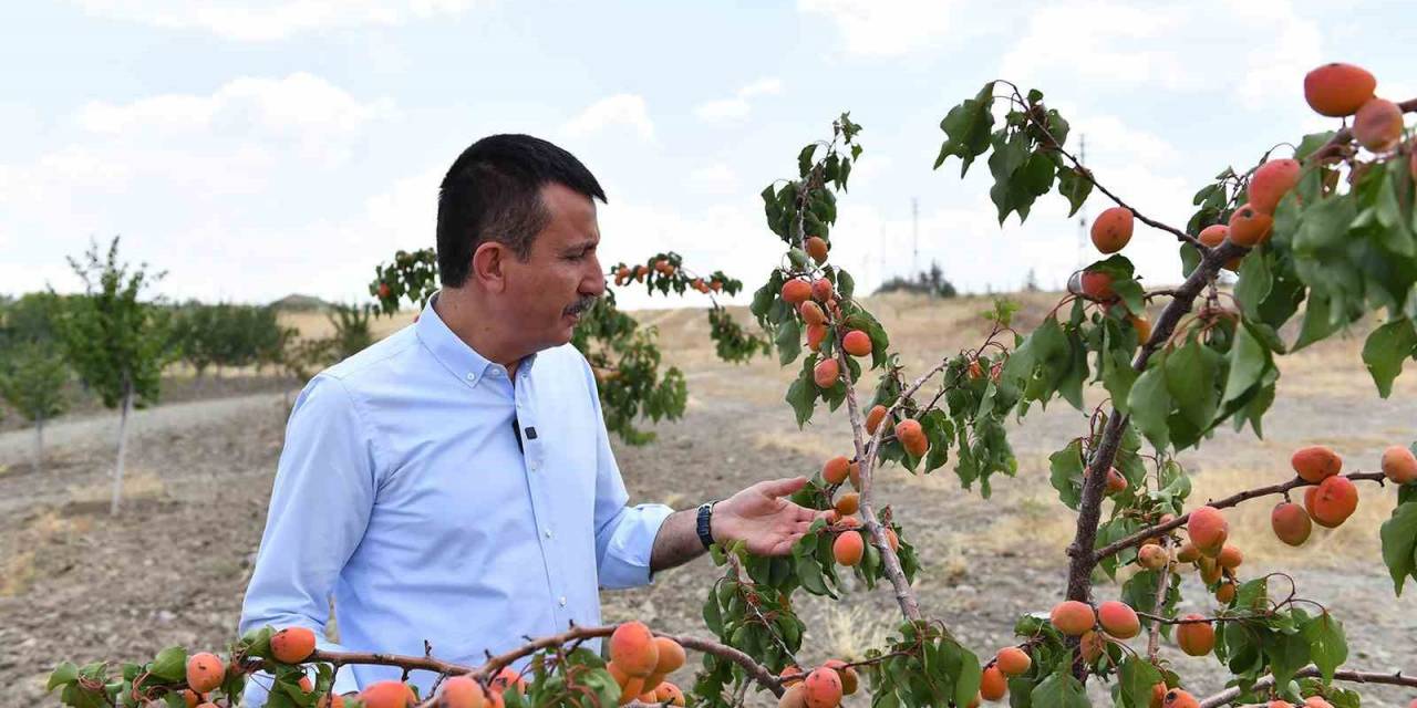 Altındağ’ın Meyve Ormanlarında Hasat Vakti