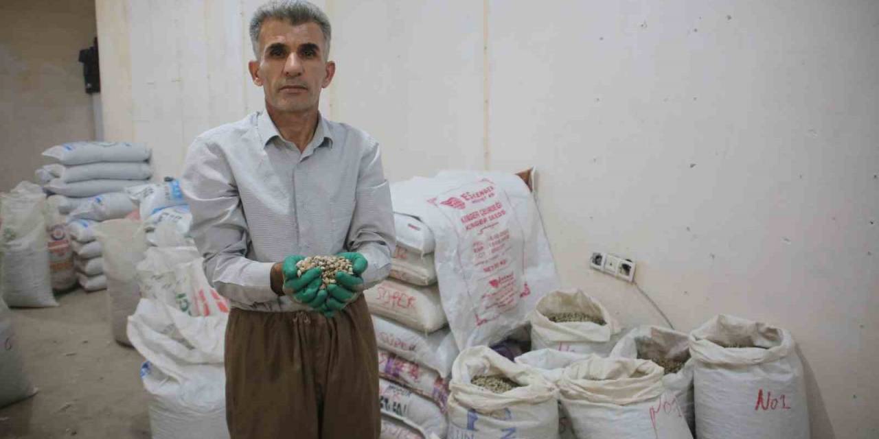 Kenger Bitkisinden Kentin Ekonomisine 2 Milyon Dolar Katkı