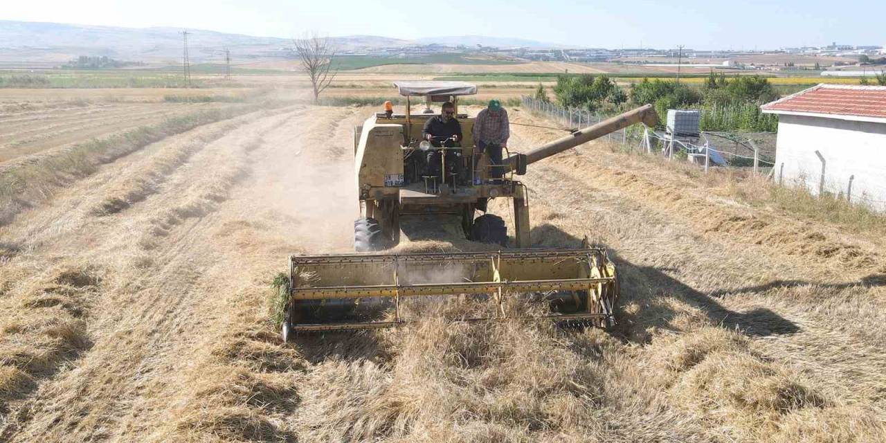 Çorum’da Çiftçilere Ata Tohumu Dağıtılacak