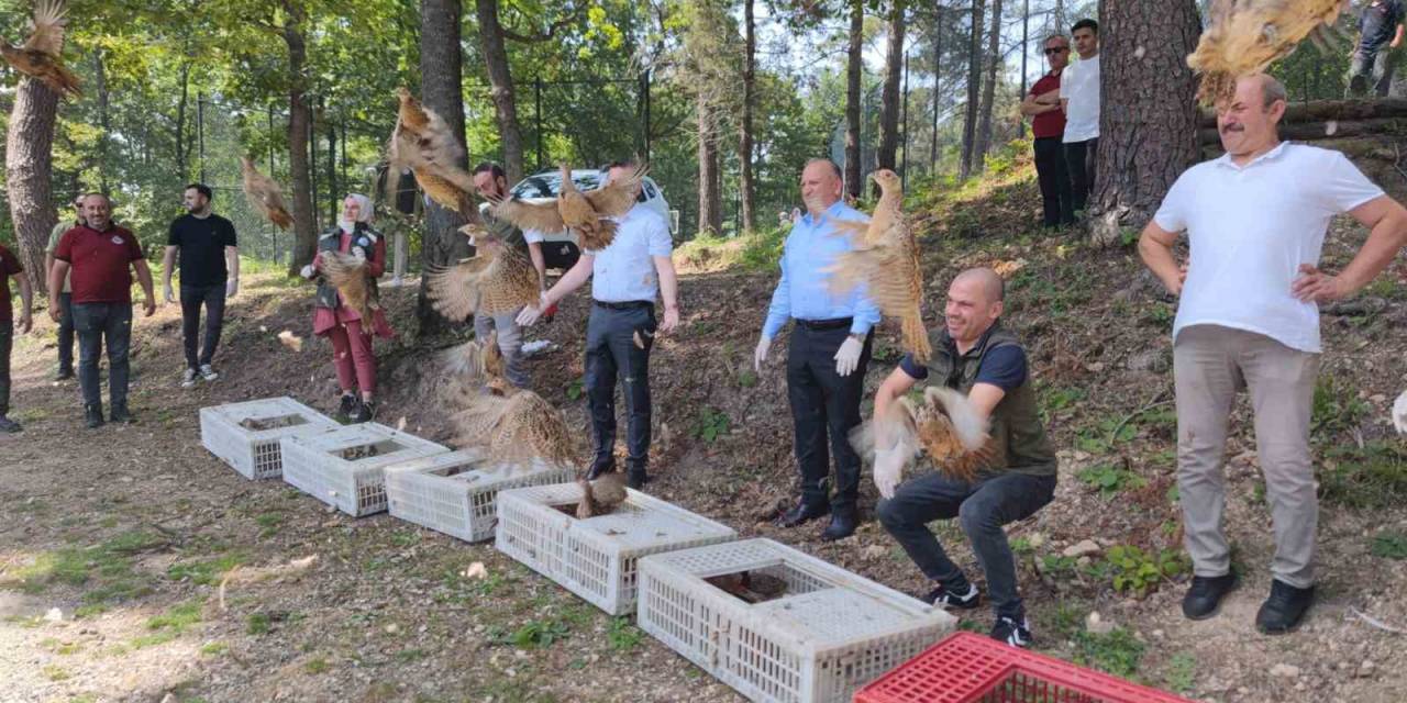 Ordu’da Bin Adet ’kene Avcısı’ Sülün Doğaya Salındı