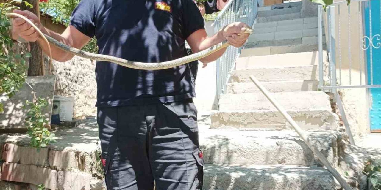 Eve Giren Yılan Paniğe Neden Oldu