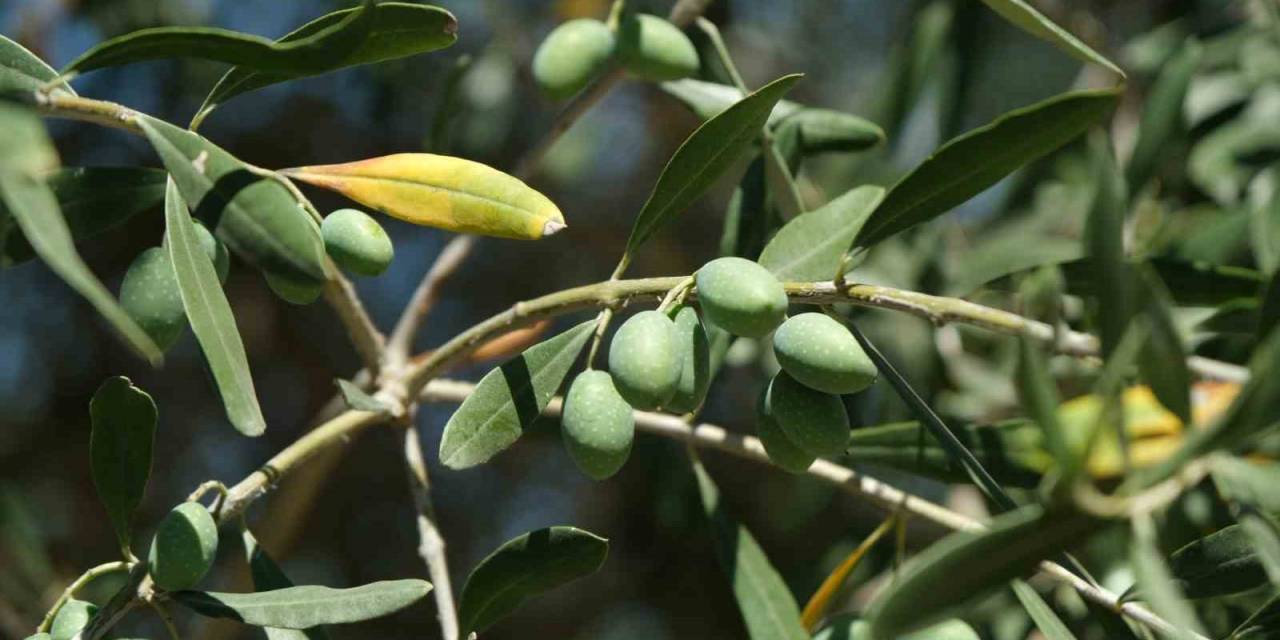 İklim Değişikliği Zeytinyağını Da Vurdu