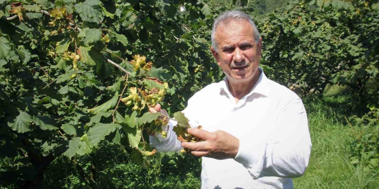Fındık Hasadı Öncesi Ttb Başkanı Ergan’dan Uyarı