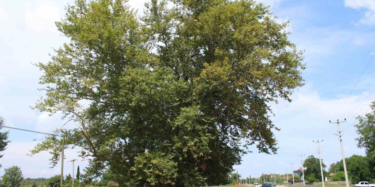 700 Yıldır Dimdik Ayakta