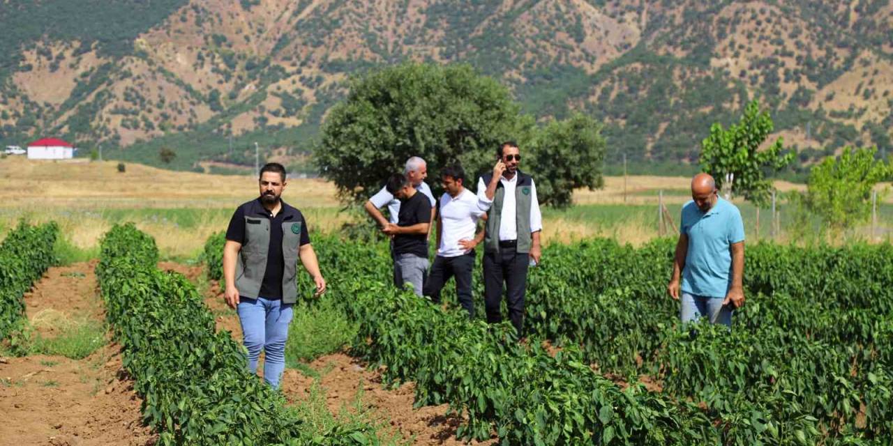 Bingöl’de Sebze Fideleri İle Silajlık Mısırlar Denetlendi