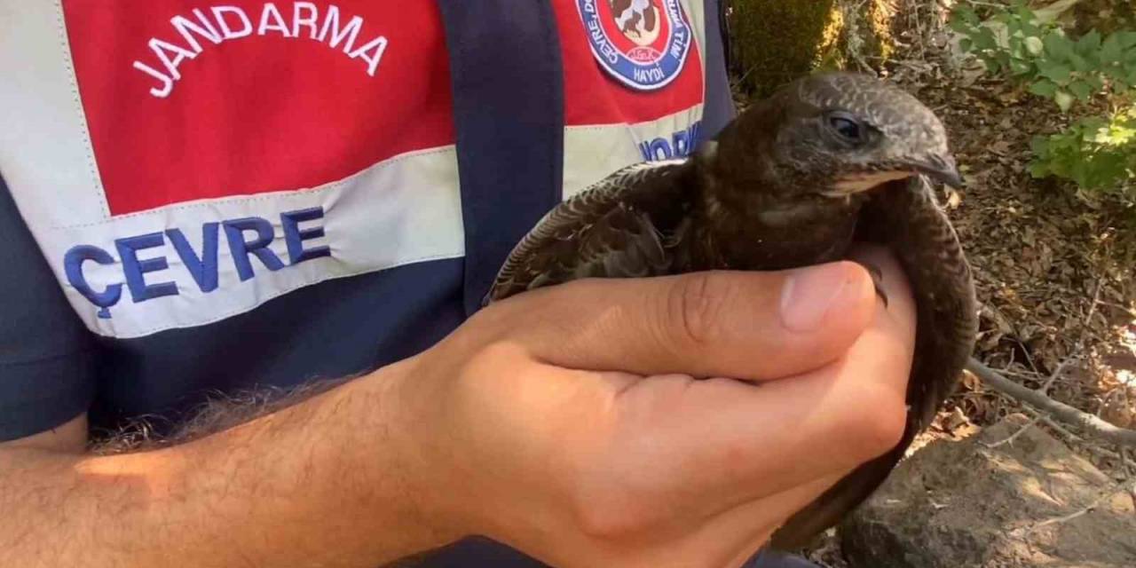 Kanadı Kırık Ebabil Kuşuna Jandarma Şefkati