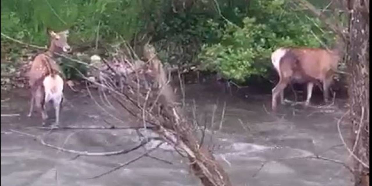 Kızıl Geyiklerin Nüfusu Alucra’da Artmaya Başladı