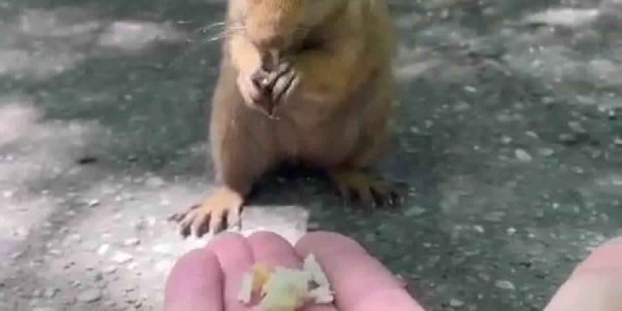 Sevimli Sincap, Piknikçilerin Avucunda Karnını Doyurdu