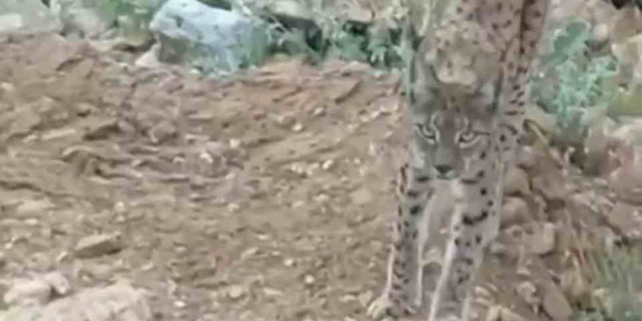 Nesli Tükenme Tehlikesi Altında Olan Vaşak Kamerada