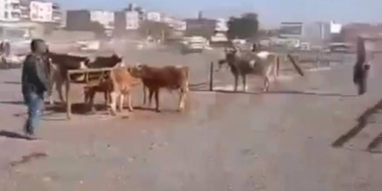 Şanlıurfa’da Hayvan Pazarında Silahlı Kavga