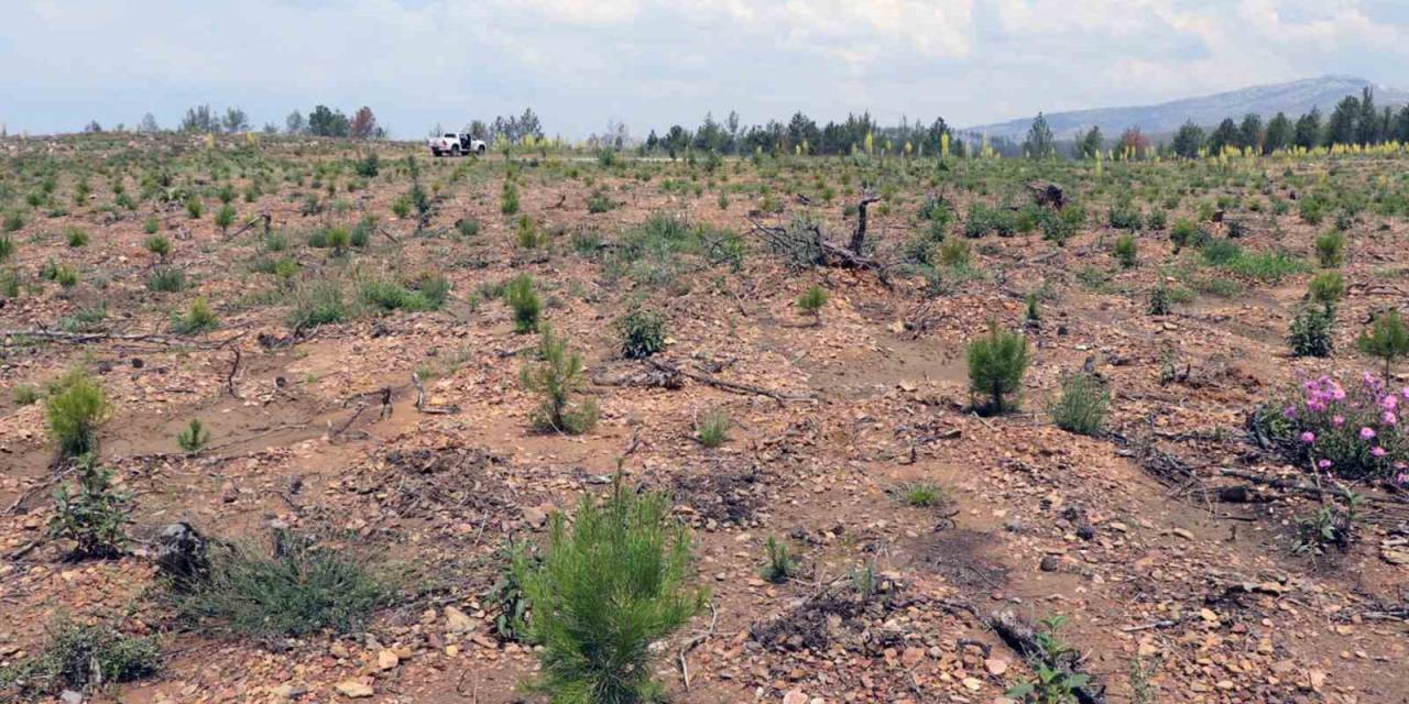 2021 Yılında Yanan Yangın Sahaları Yeşil Dokuya Kavuşuyor
