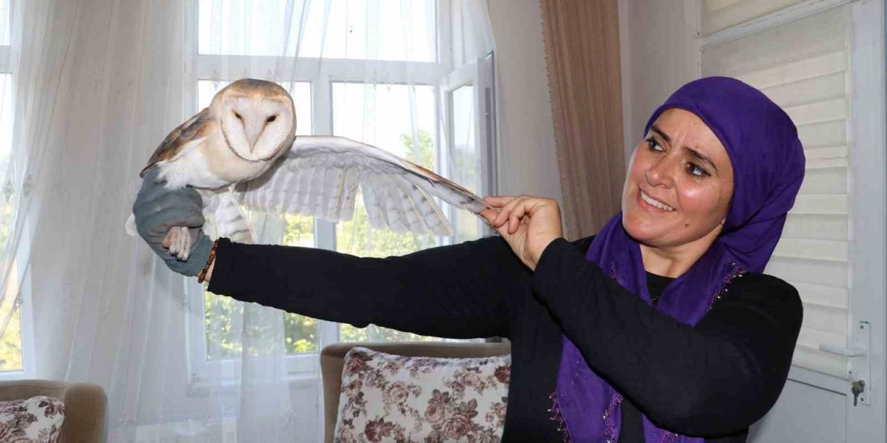 Nesli Tükenmek Üzere Olan Peçeli Baykuş ’talih Kuşu’ Olarak Evlerine Geldi