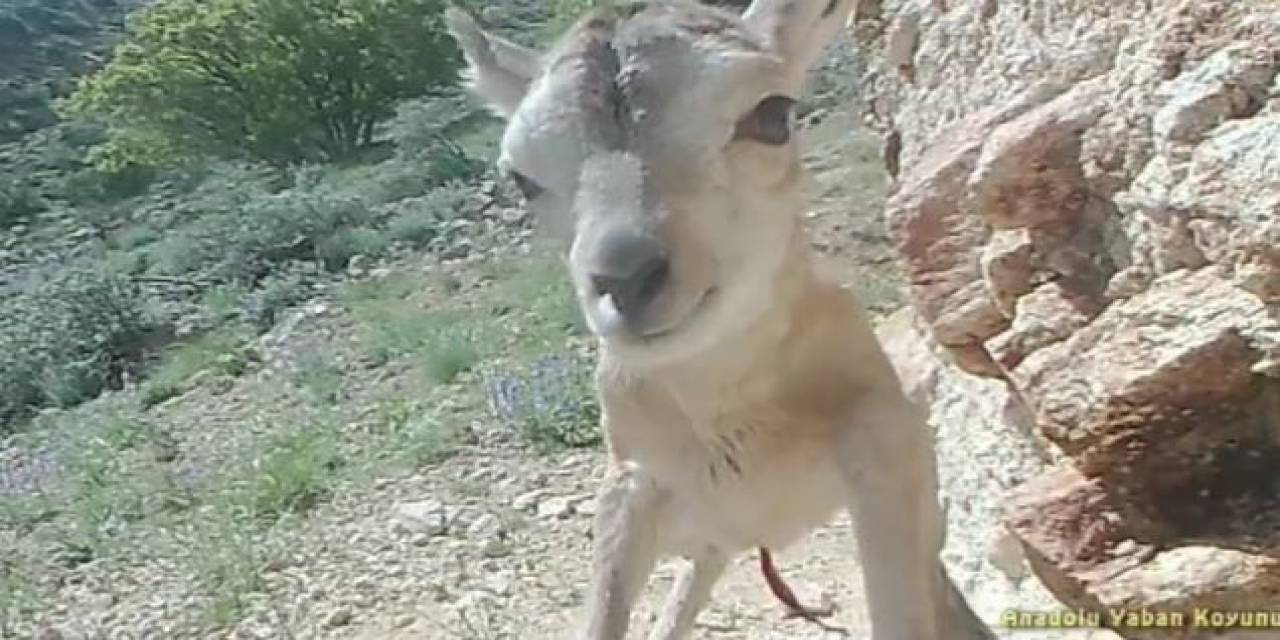 Anadolu Yaban Koyunu Sayısı Ülke Genelinde Bin 131’e Ulaştı