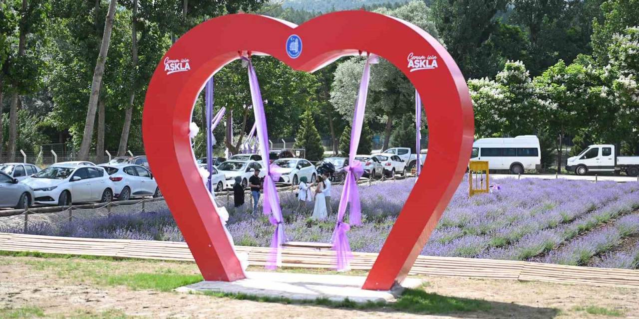 Çorum’daki Lavanta Bahçesinde Hasat Yapılacak