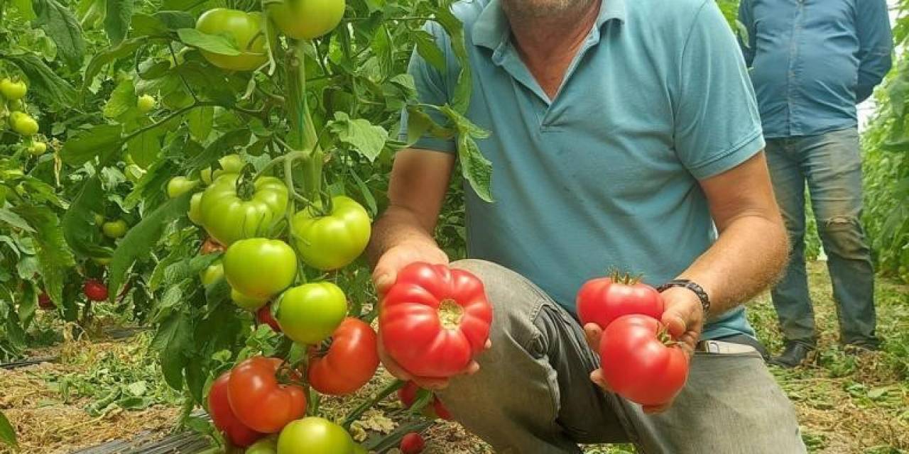 Sarıcakaya’da Çiftçiler Üretimden Memnun