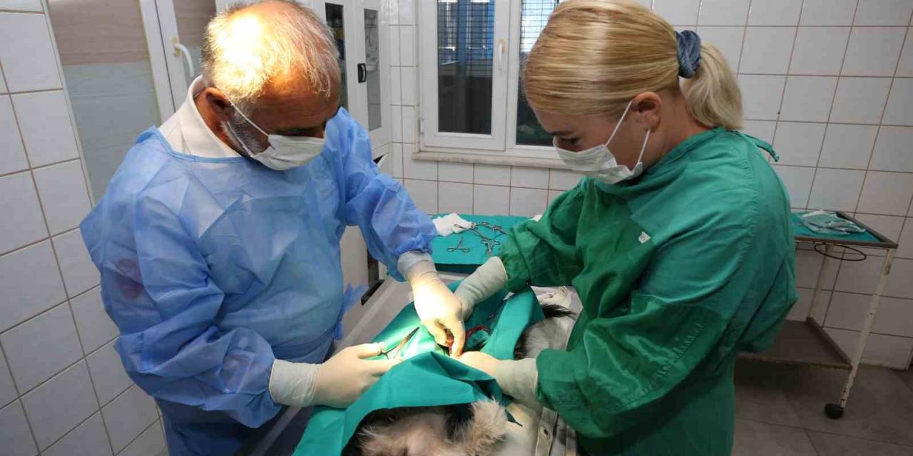 Nilüfer’deki Sahipsiz Sokak Hayvanları Tek Tek Kısırlaştırılıyor