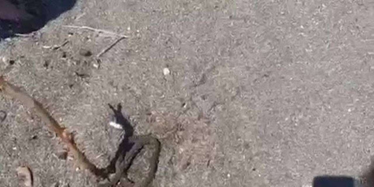 Denizde Yüzerken Yılan Bacağına Dolandı