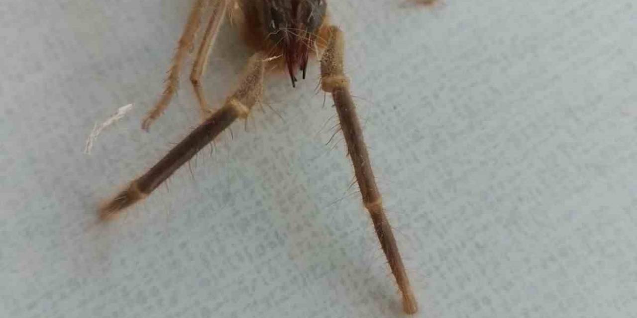 Havaların Isınmasıyla Sarıkız Örümceği Ortaya Çıktı