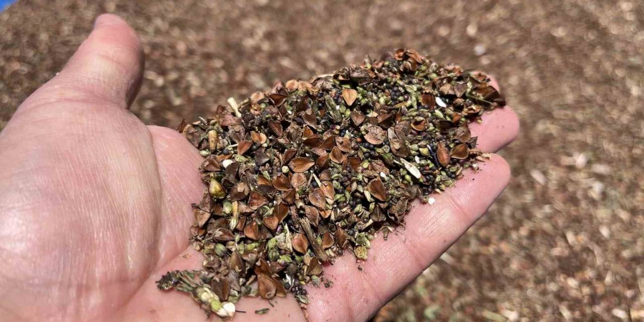 3 Yıl Önce Deneme Amacıyla Ekilmişti: Çölyak Hastalarının Besin Kaynağı Karabuğdayda Yüksek Verim