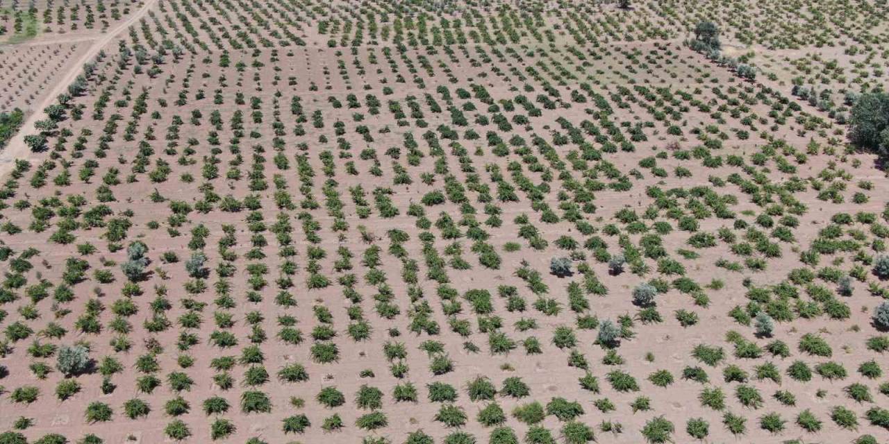 Deprem Ve Aşırı Sıcaklar Üzümdeki Rekolteyi Düşürdü