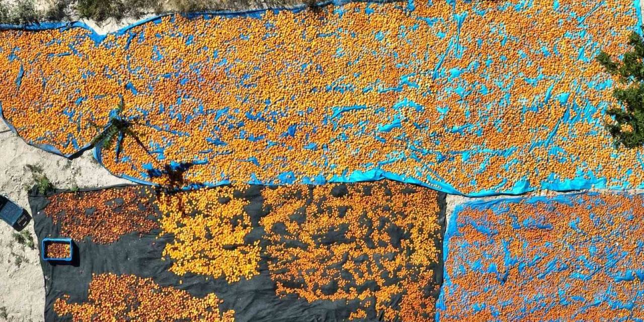 30 Bin Ton Rekolte Elde Edilen Gürün Kayısısı Markalaşma Yolunda İlerliyor