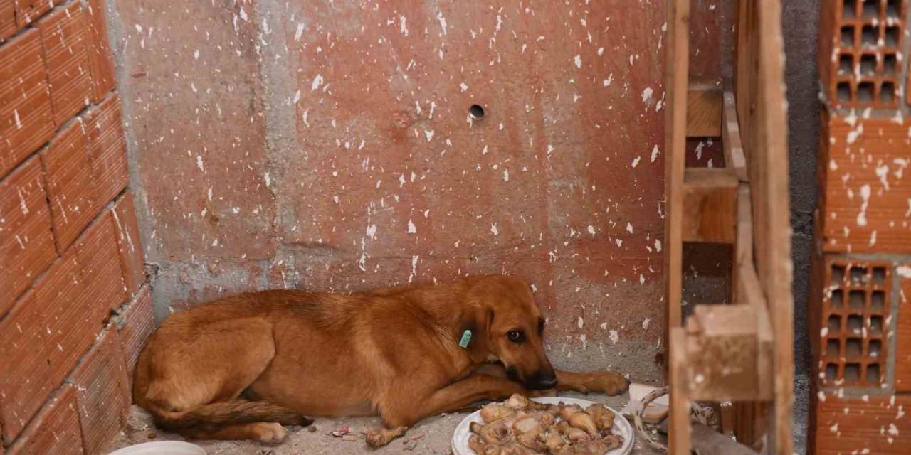İnşaatta Mahsur Kalan Köpeği Belediye Ekipleri Kurtardı