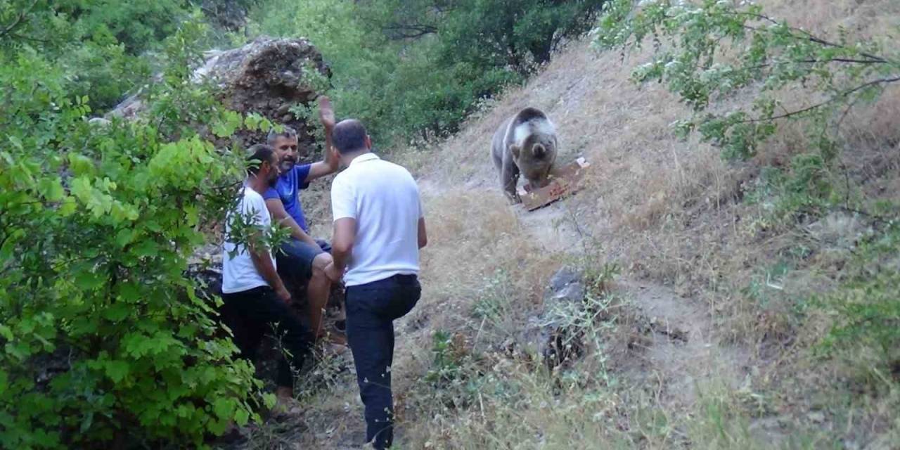 Tunceli’de Bozayı, Karnını Doyurmak İçin Kamp Alanına Geliyor
