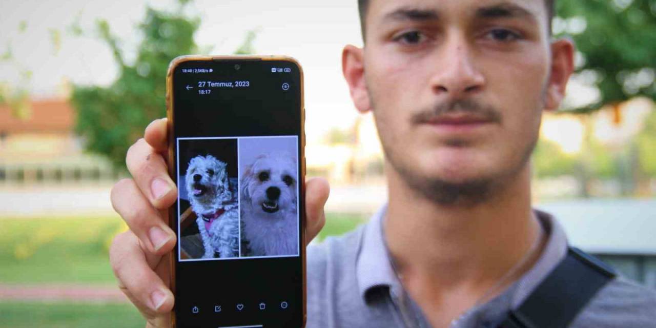 Kaybolan Köpeğini Bulmak İçin Sokak Sokak Geziyor