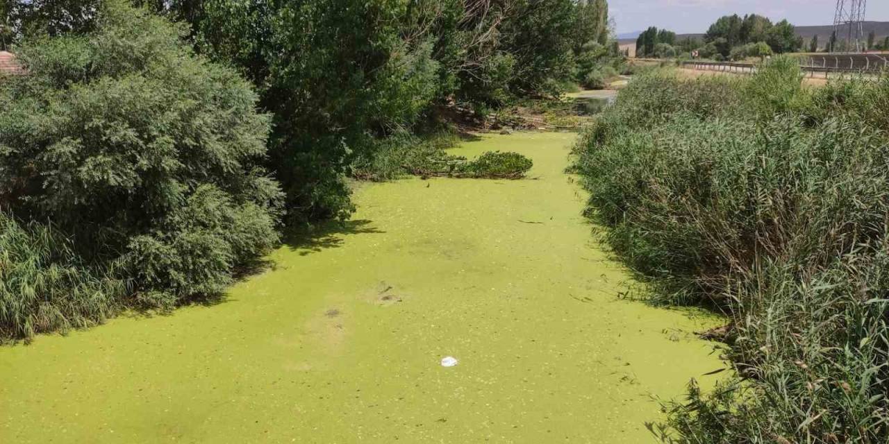Beylikova’dan Geçen Porsuk Çayı Yosun Tuttu