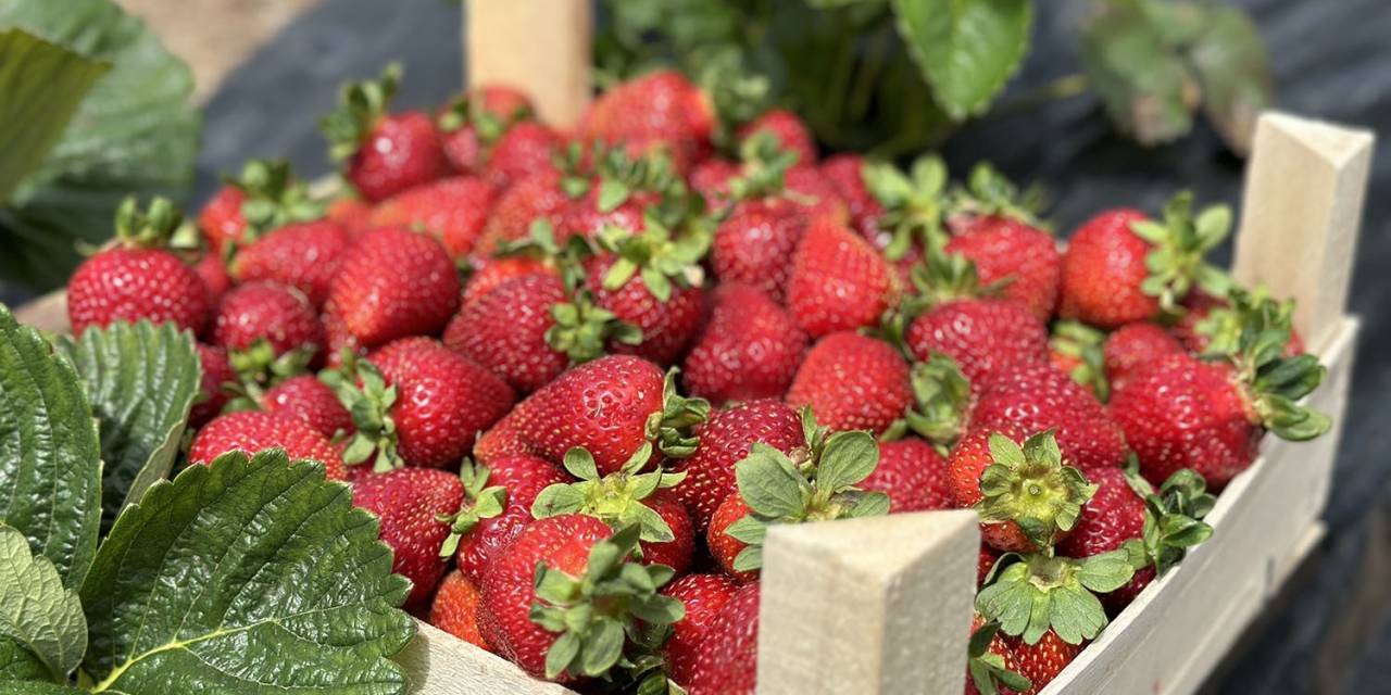 Sakarya Büyükşehir’in Çilek Tarlasında Bu Yıl Rekor Üretim Bekleniyor