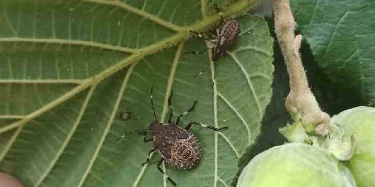 Tarım Müdürlüğünden Fındıkta Kokarca Artışı Uyarısı