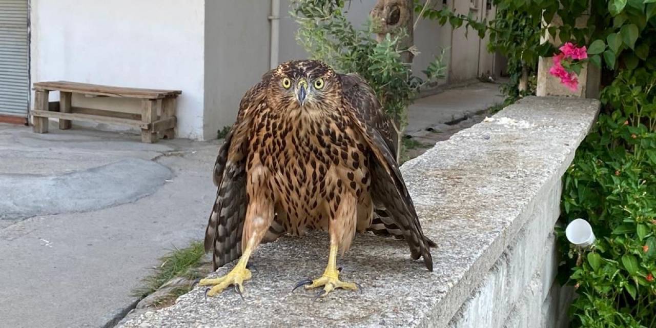 Sıcaktan Bitkin Düşen Şahin Doğal Hayatı Koruma Görevlilerine Teslim Edildi