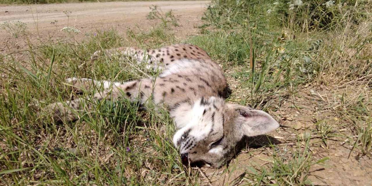 Nesli Tükenmekte Olan Vaşağa Araba Çarptı