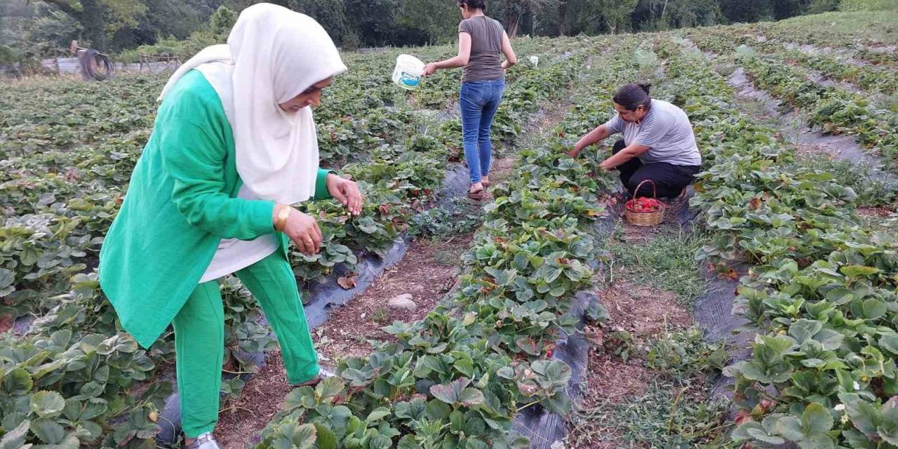 Hatay Dörtyol’da Çilek Hasadı Başladı