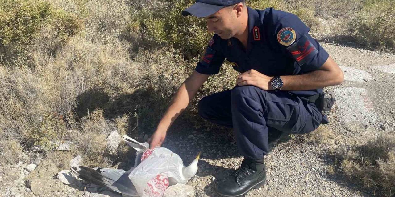 Kafasına Poşet Takılan Martı, Jandarma Tarafından Kurtarıldı