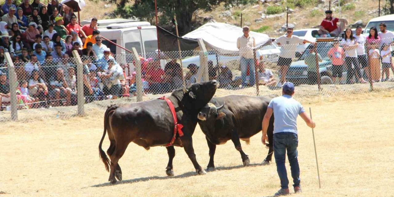 Demir Telleri Aşan Boğalar Seyircilerin Arasına Daldı