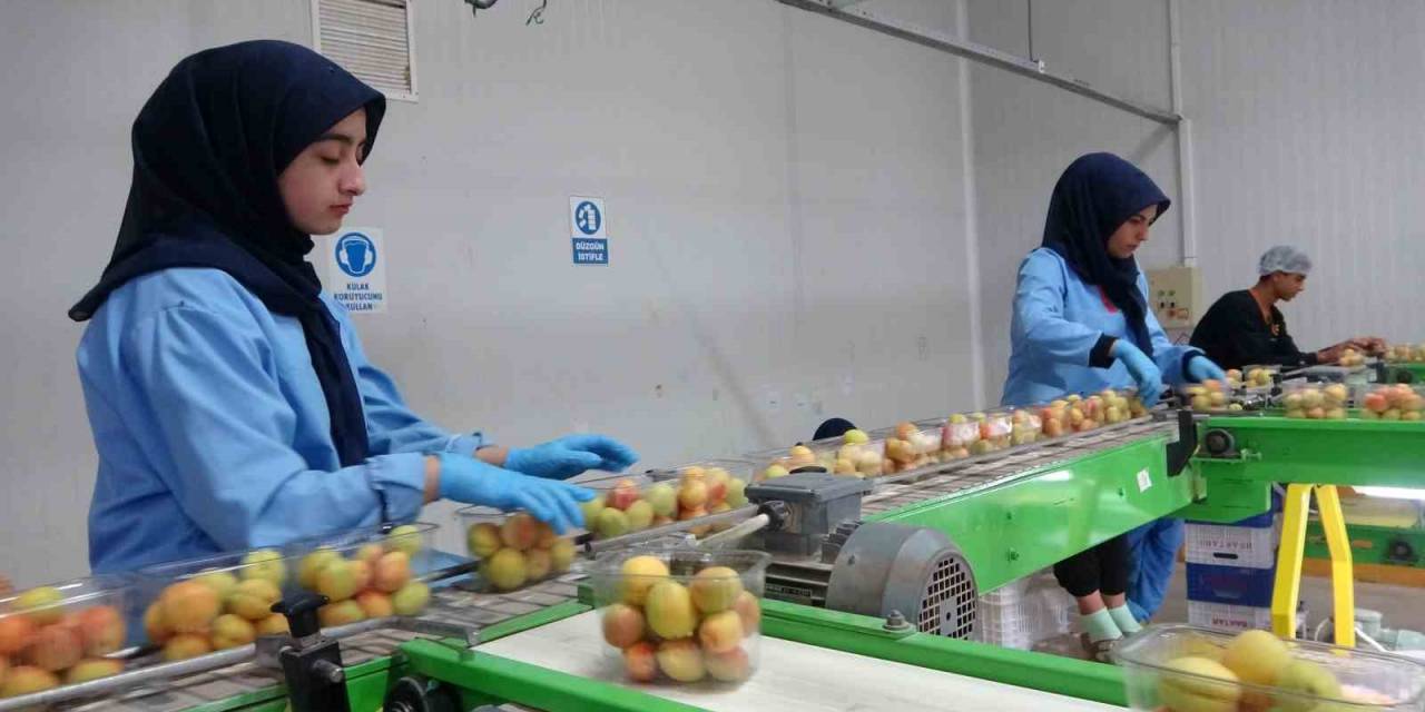 Avrupa’nın Yaş Kayısısı Malatya’dan