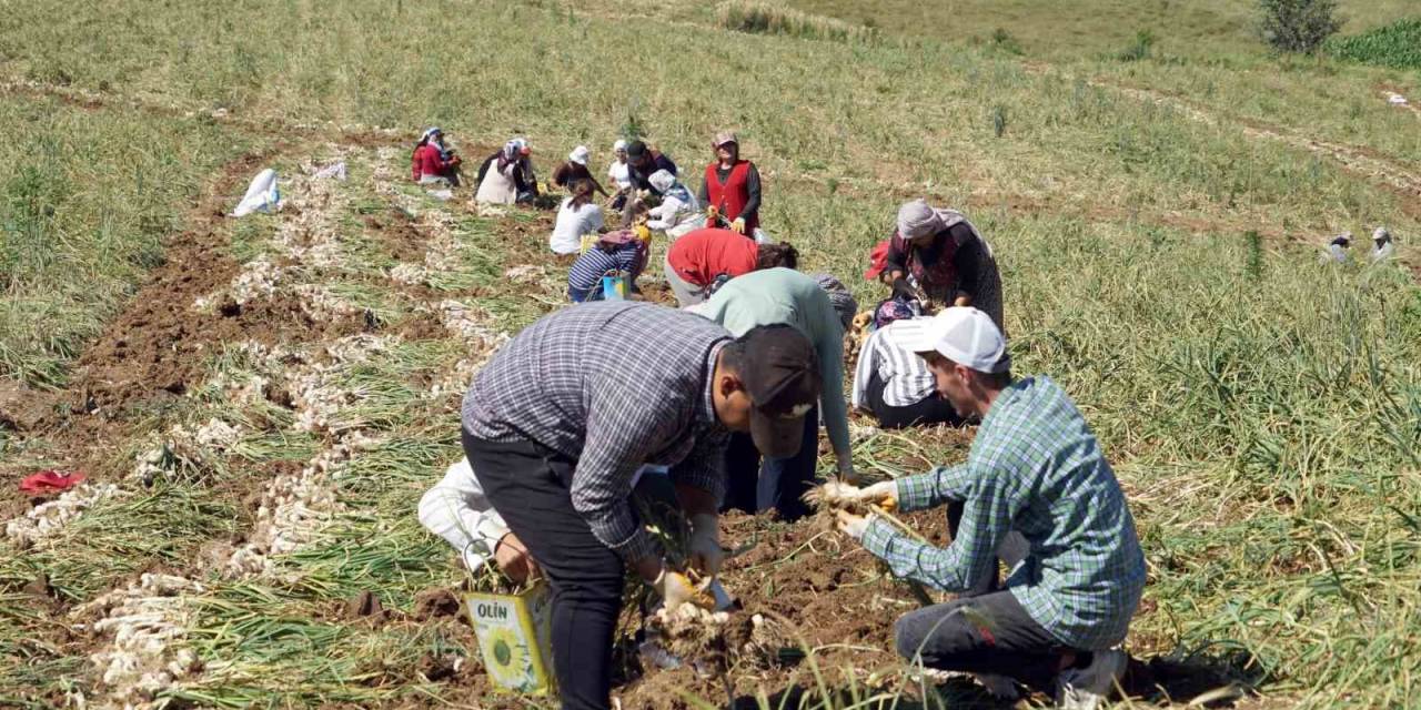 Kastamonu’da Kene Vakalarında Hasat Artışı