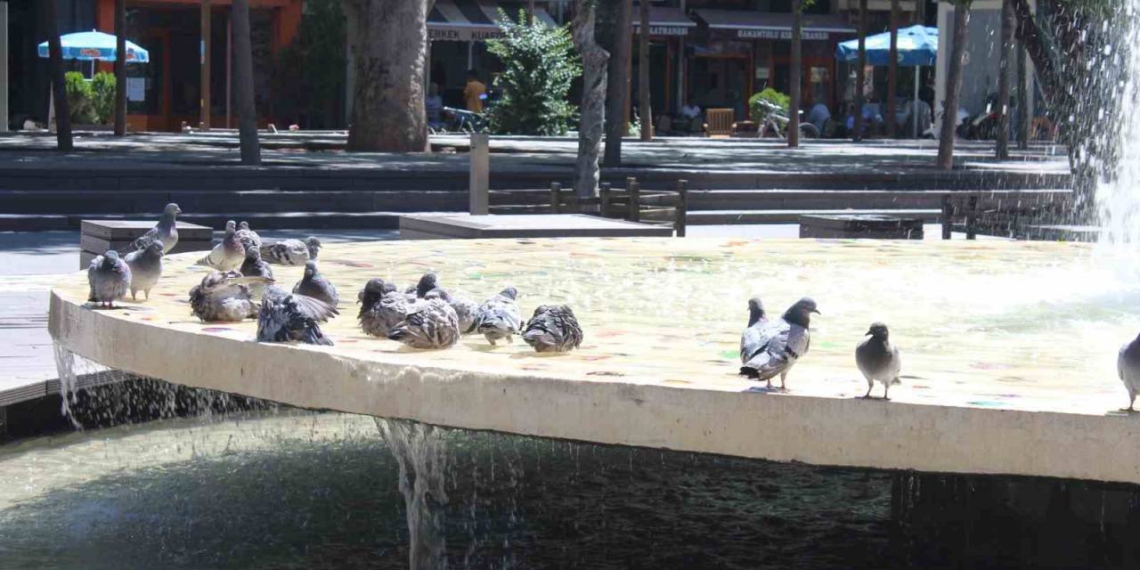 Eskişehir’de Sıcaktan Bunalan Güvercinler Süs Havazunda Serinliyor