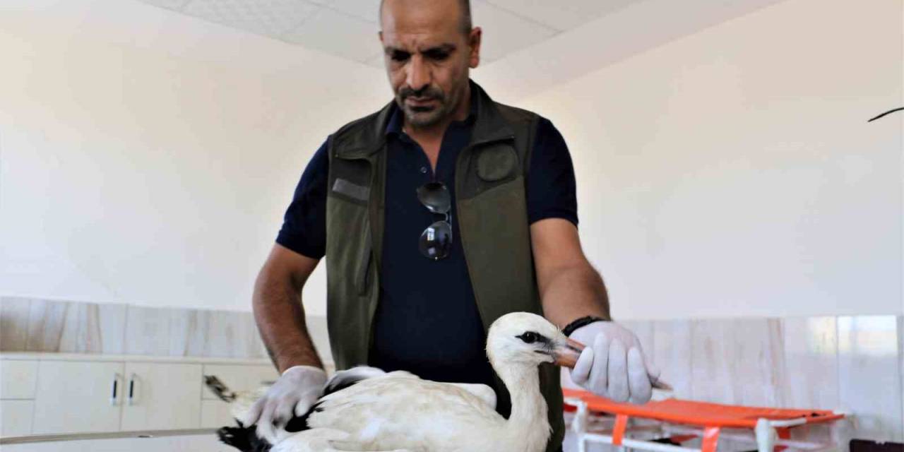 Ayağı Ampute Olan Leylek Tedavi Altına Alındı