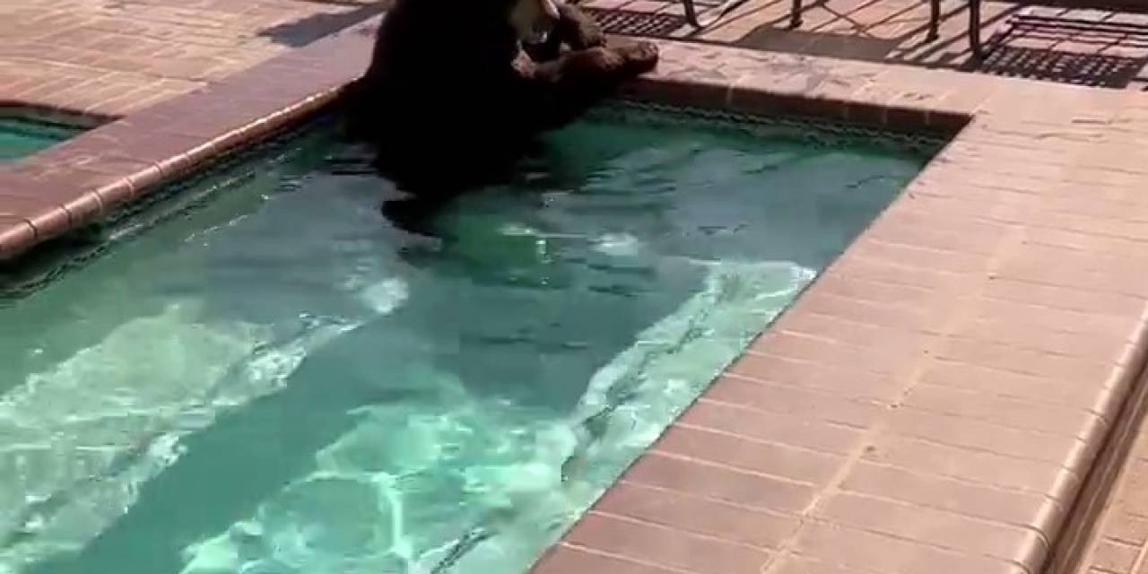 Abd’de Ayı Serinlemek İçin Jakuziye Girdi