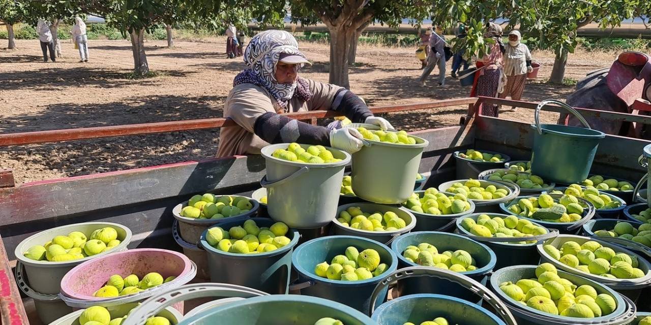 Aydın’da Siyah Ve Sarılop Çeşidi Taze İncirin Hasat Ve İhraç Tarihleri Belirlendi