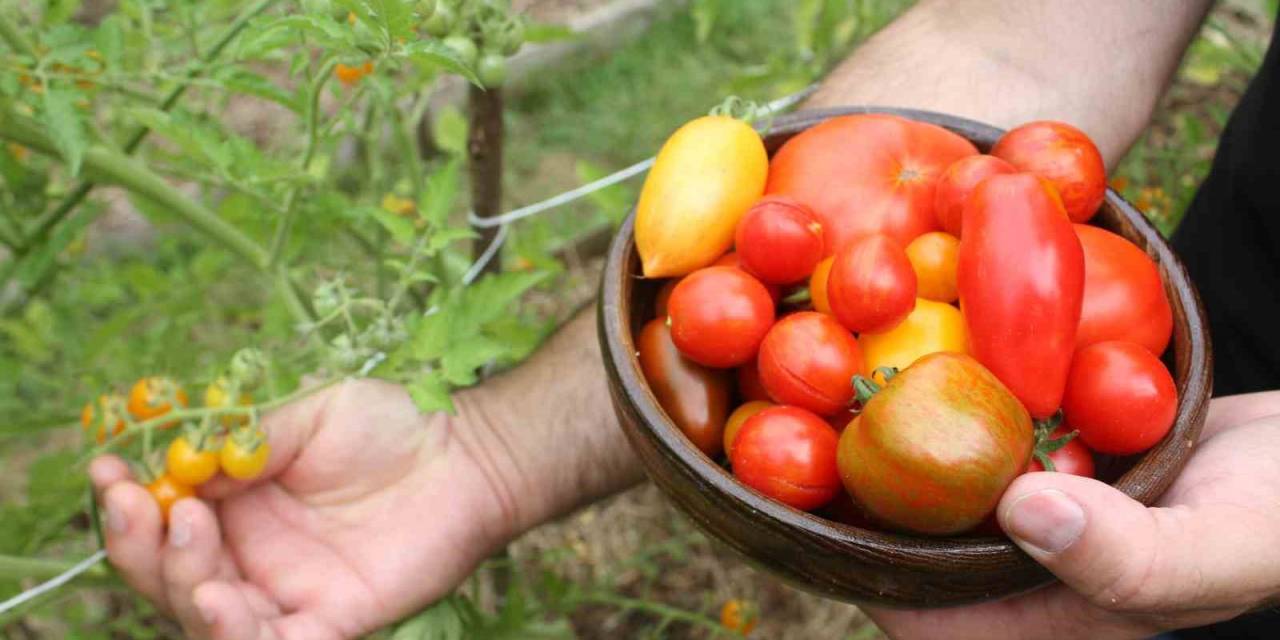 151 Yıllık Ata Tohumları İle 82 Çeşit Domates Üretiyorlar