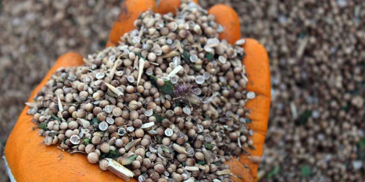 İlk Defa Ekildi, Beklenenin Üzerinde Verim Alındı